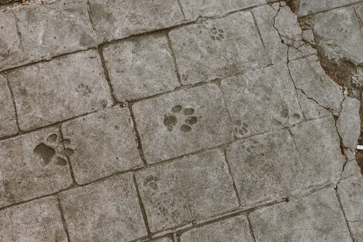 A weathered concrete surface with cracks running through its scored joint lines